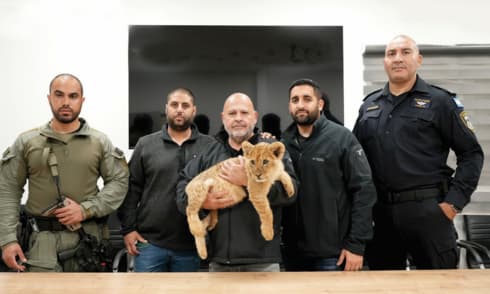 האריות שנמצאו בנגב