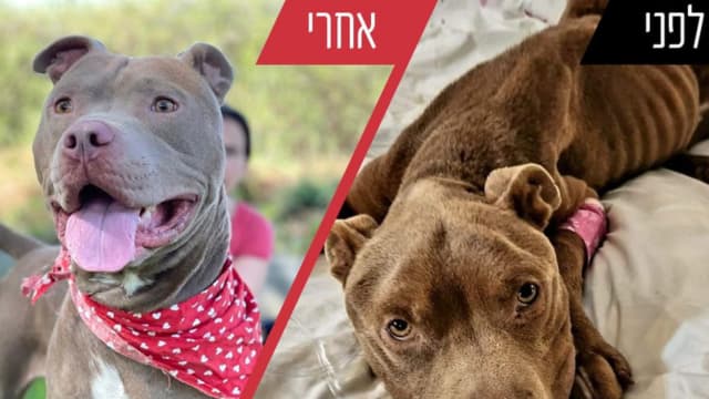 מצילים את הכלבים מהכפרים