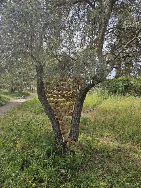 מטיילים ליד הבית במודיעין. אמנות בין הברושים 