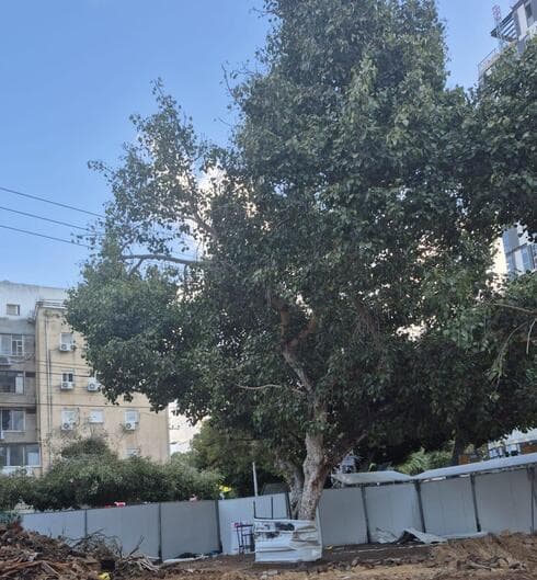 עץ הפיקוס הוותיק ברחוב הרצל ברחובות