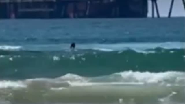 תושב פתח תקוה הותקף על ידי כריש בחדרה (צילום: מתוך הסרטון שהופץ ברשת החברתית, שימוש לפי סעיף 27א לחוק זכויות יוצרים) תושב פתח תקוה הותקף על ידי כריש בחדרה