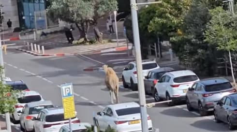גמל בראש העין