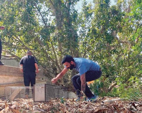 הקוף שנתפס השבוע