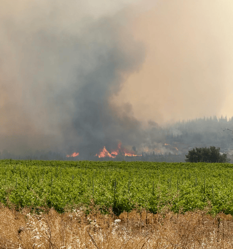 השריפה בהרי ירושלים (צילום: דוברות כבאות והצלה) השריפה בהרי ירושלים