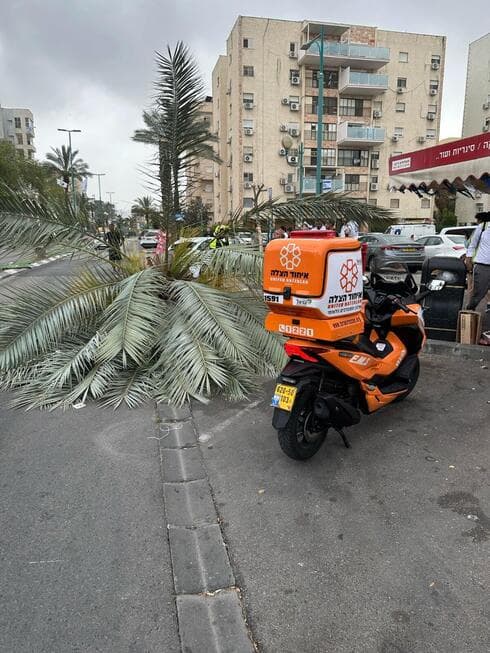 עץ קרס ברחוב בן צבי בקרית ים