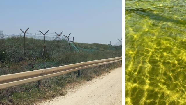 הכתם הצהוב ופרצה בגדר
