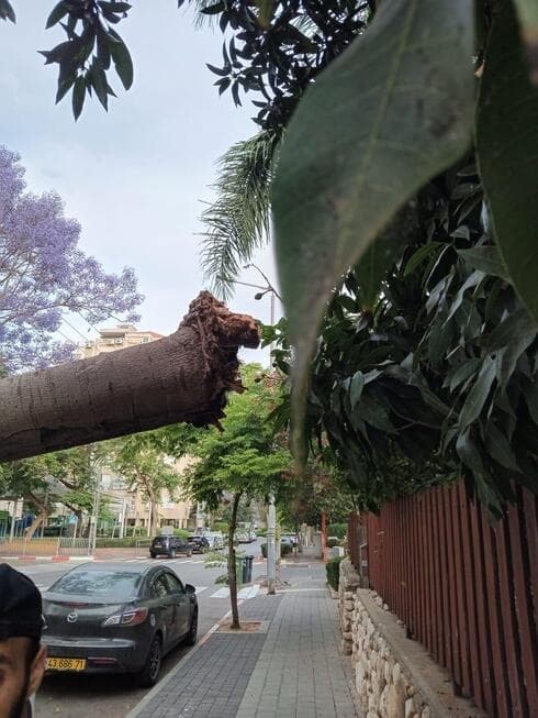 העץ שקרס בראשון לציון