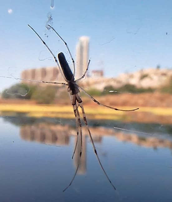 עכביש פיגונאי