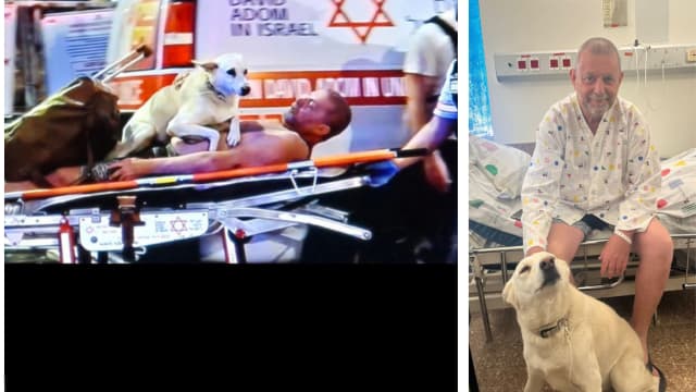 הכלבה "שלוות עולמים" הצילה את חייו של חנן זינגלבוים במטח ...