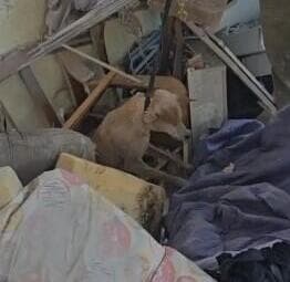 הכלב צביקה חולץ מהריסות הבניין בראשון לציון הכלב צביקה חולץ מהריסות הבניין בראשון לציון