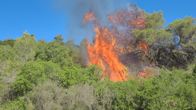 אש ביערות הכרמל בעקבות שברי יירוט אש ביערות הכרמל בעקבות שברי יירוט