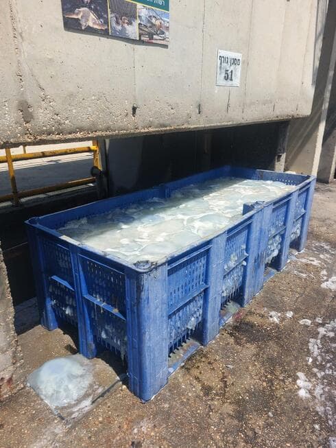 נחיל מדוזות אורות רבין חדרה