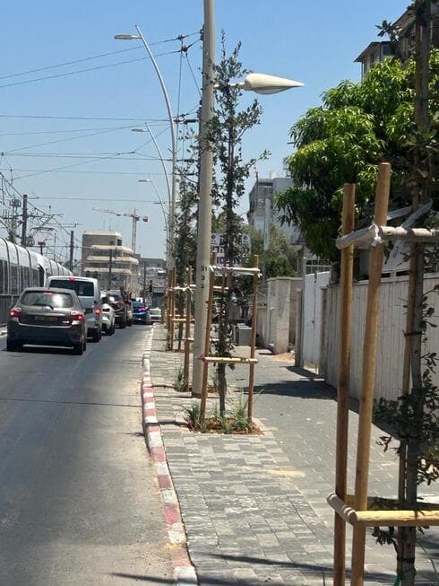 נטיעת עצים ברחוב אורלוב פתח תקוה
