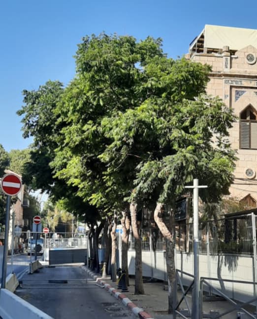 העצים ברחוב עמק רפאים בירושלים