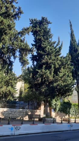 העצים ברחוב עמק רפאים בירושלים