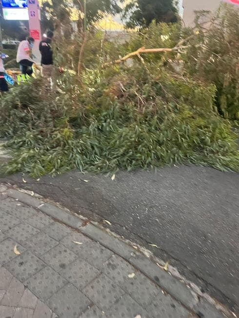 העץ שקרס באסף הרופא 