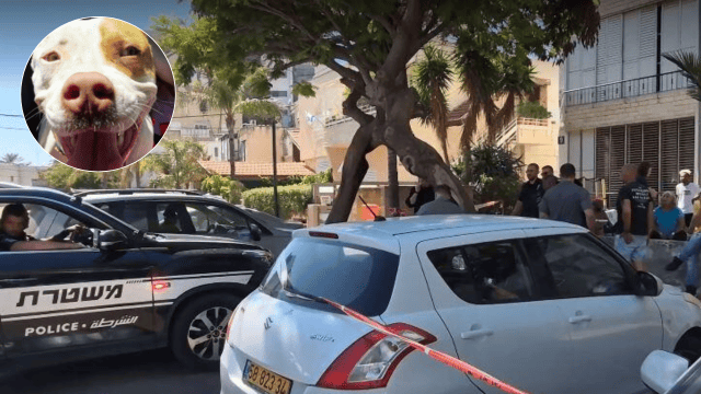 פרשת התינוקת שננשכה למוות בקרית ביאליק (צילום: ליאור אל-חי, חוות השאנטי) התפתחות דרמטית בפרשת התינוקת שננשכה למוות בקרית ביאליק