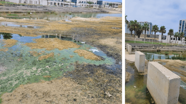 חוף הכלבים בהרצליה. עזובה וירוקת חוף הכלבים בהרצליה. עזובה וירוקת