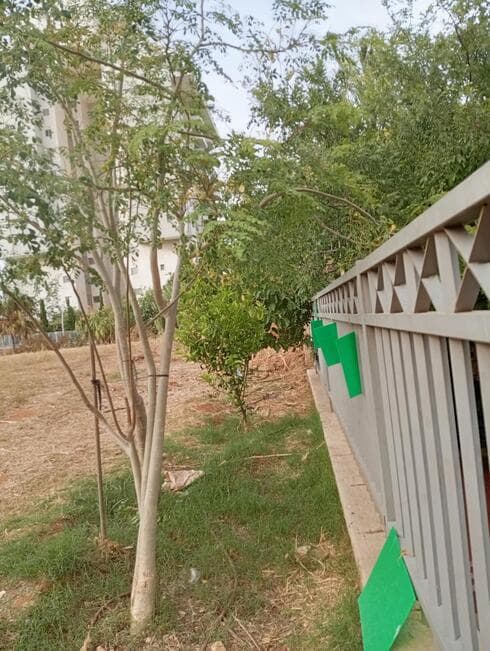 בשנים האחרונות נטעה גבאי כ-18 עצים, עם שלטים המתארים את תפקידי העצים ביצירת חמצן ובטיהור אוויר (צילום: נורית גבאי) בשנים האחרונות נטעה גבאי כ-18 עצים, עם שלטים המתארים את תפקידי העצים ביצירת חמצן ובטיהור אוויר