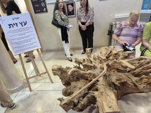 שורש עץ זית שהובא להיכל התרבות בפסטיבל שורשים