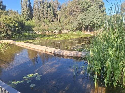 גן הוורדים המחודש ירושלים