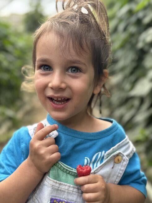 קטיף במשק פורר (צילום: אוריה פורר) קטיף במשק פורר