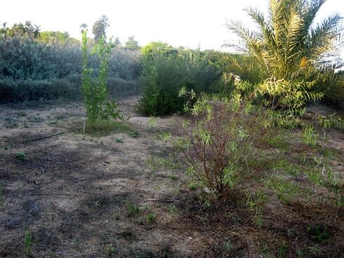 פינת ארבעת המינים במבוך מרים (צילום: מבוך מרים) פינת ארבעת המינים במבוך מרים