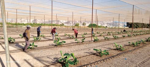 שותלים שתילי בננות חדשים בבית זרע (צילום: נועם עפרי) שותלים שתילי בננות חדשים בבית זרע