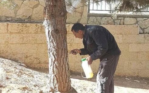 הדברת עצים נגד טוואי התהלוכה הדברת עצים נגד טוואי התהלוכה