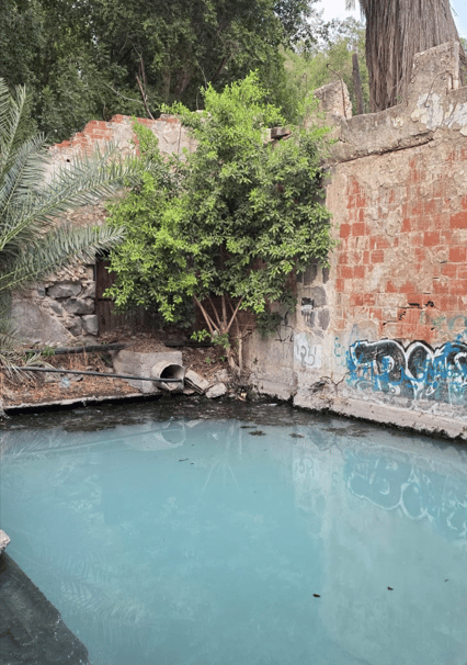 הבריכה הקרירה במעיין עין ג'ונס (צילום: שלי גולדשמידט) הבריכה הקרירה במעיין עין ג'ונס