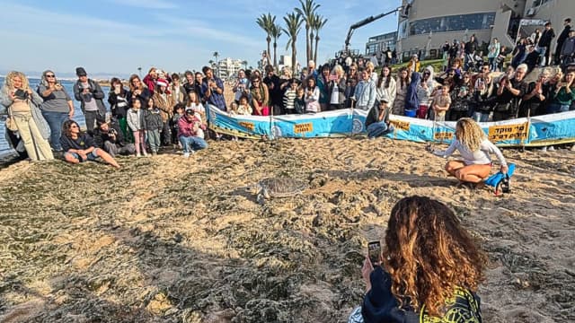 השבת צבי הים לחוף בת גלים חיפה