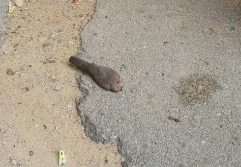מפגע סביבה ברחוב מאירוביץ' | צילום: פרטי
