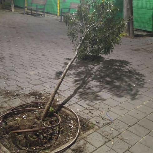 ההשחתה בגן הניצחון | צילום: תושבי העיר