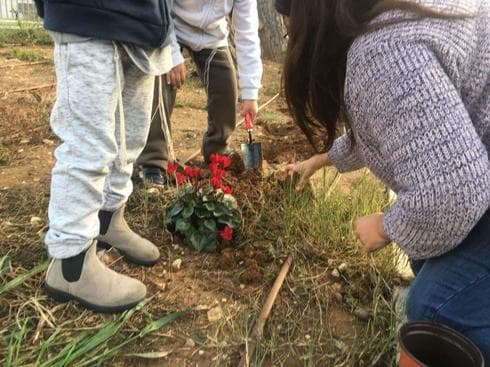 הנטיעות אתמול במשוגעבקעה