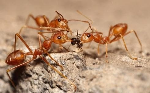 נמלת האש הקטנה. צילום המחשה: shutterstock