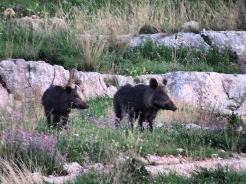 חזירי הבר שתקפו את גדי דורי. צילום: באדיבות דורי