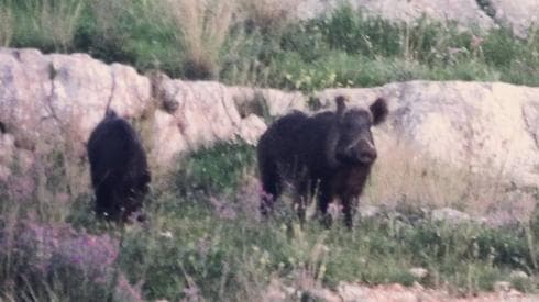 חזירי הבר שניסו לתקוף. צילום: באדיבות גדי דורי