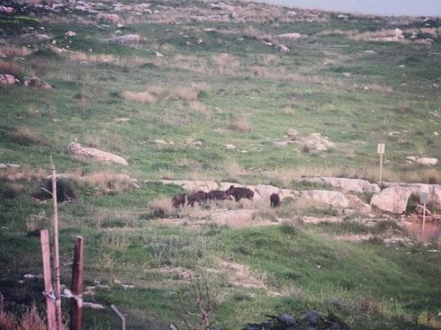 להקת חזירי הבר. צילום: גדי דורי