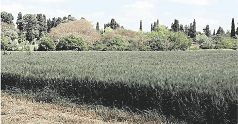 הפקעת קרקעות  (צילום: נמרוד גליקמן)