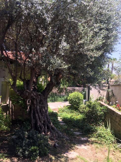 הבית ברחוב רופין | צילום אבי פנחס הבית ברחוב רופין | צילום אבי פנחס