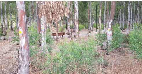 סימון עצים בחורשת הסרג'נטים (צילום: חזי ויסוקי)