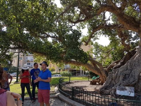 1.	עץ השקמה העתיק: בן 800 שנה (צילום: עדי ארצי)