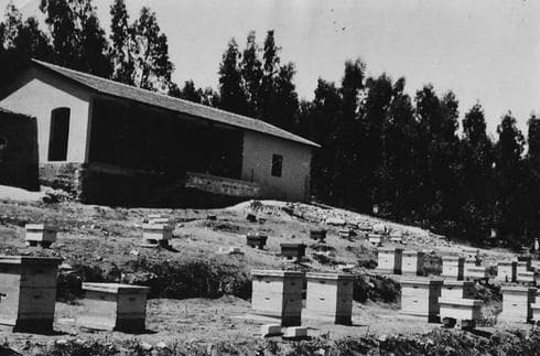 מכוורת חוות חפציבה בעבר | צילום: אוסף דוד ארדי