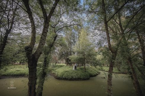 ירוק ומסתורי. יער אילנות | צילום: אריאל אריכא
