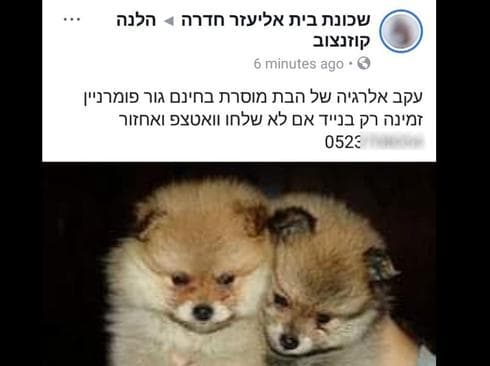 מתקפת סייבר על הטלפון של אוהד מרחב | צילום מסך