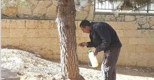 הדברה מפני תהלוכן האורן | צילום: דוברות עיריית רחובות