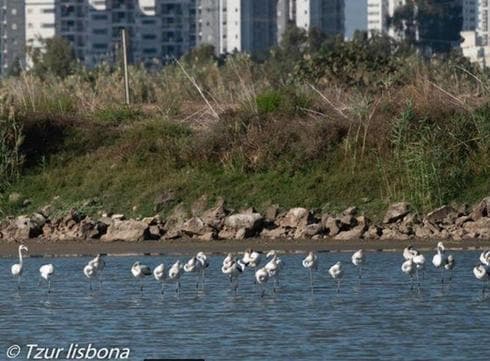 הפלמינגו בחדרה | צילום: צור ליסבונה