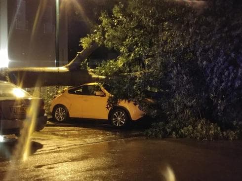 העץ שקרס ברחוב עמק דותן | צילום: מתוך הפייסבוק