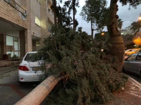 עץ קרס בשדרות ח״ן רחובות |