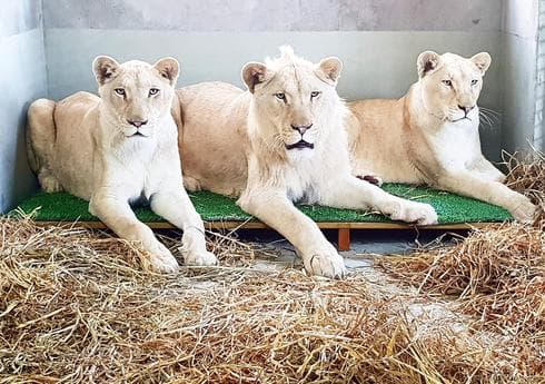 האריה ושתי הלביאות. צילום: נגב ZOO